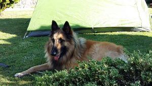 perro_camping_pastor_belga